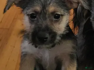 Mixed Breed dogs Mixed Breed Puppy 2 - Ad 14