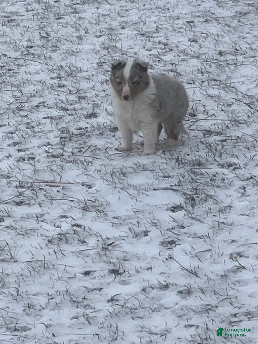 Shetland Sheepdog dogs for sale: Rover - Ad 2