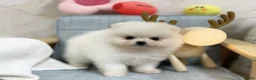 Pomeranian dogs for sale: Larry - Ad 2