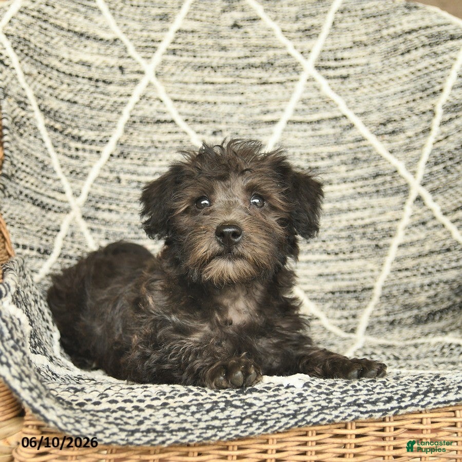 Schnoodle dogs Bonnie - Ad 2