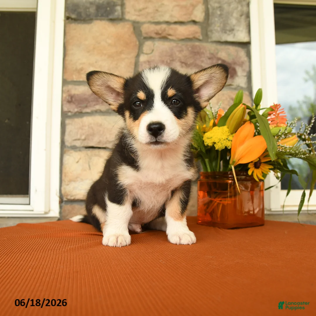 Welsh Corgi Pembroke dogs for sale: Dawson - Ad 2