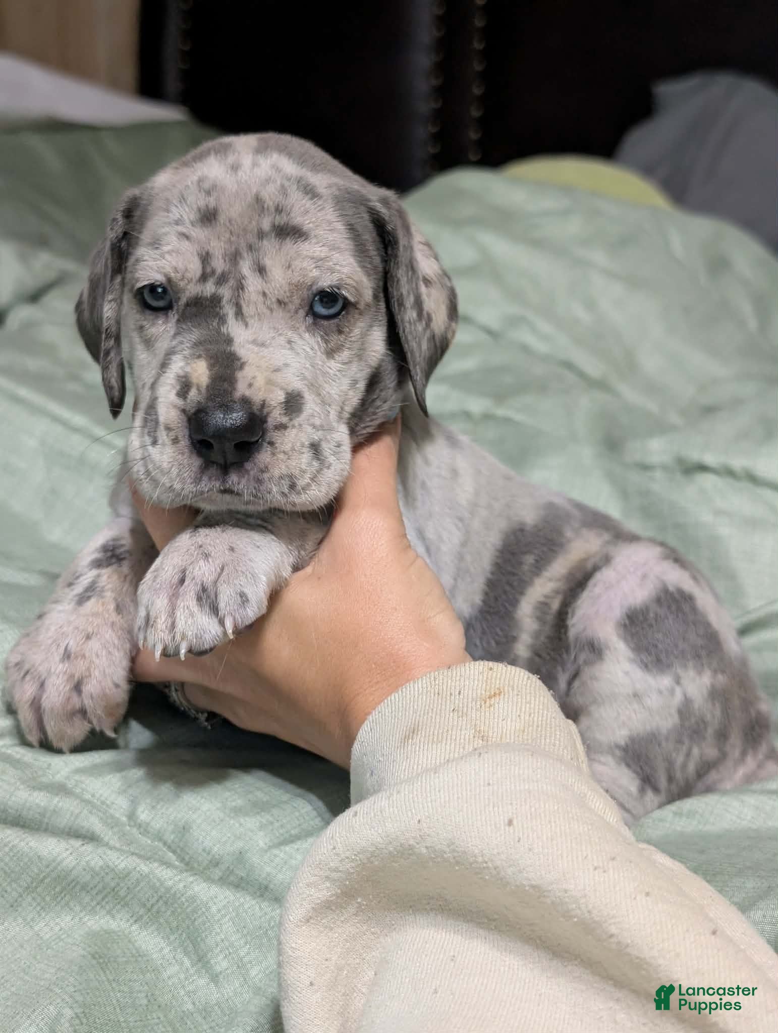 Great Dane dogs Bessy-female - Ad 2