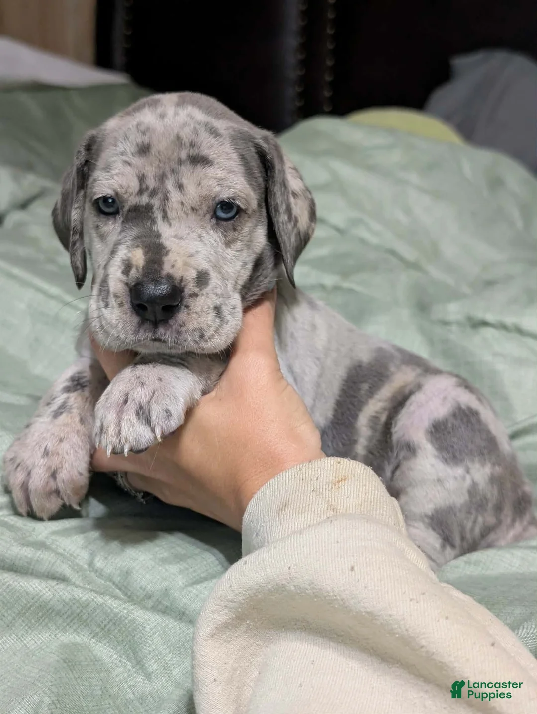 Great Dane dogs for sale: Bessy-female - Ad 2