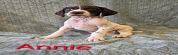 German Shorthaired Pointer dogs for sale: German Shorthaired Pointer Puppy 2 - Ad 1