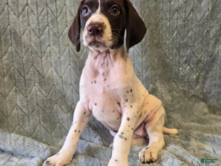 German Shorthaired Pointer dogs German Shorthaired Pointer Puppy 2 - Ad 13