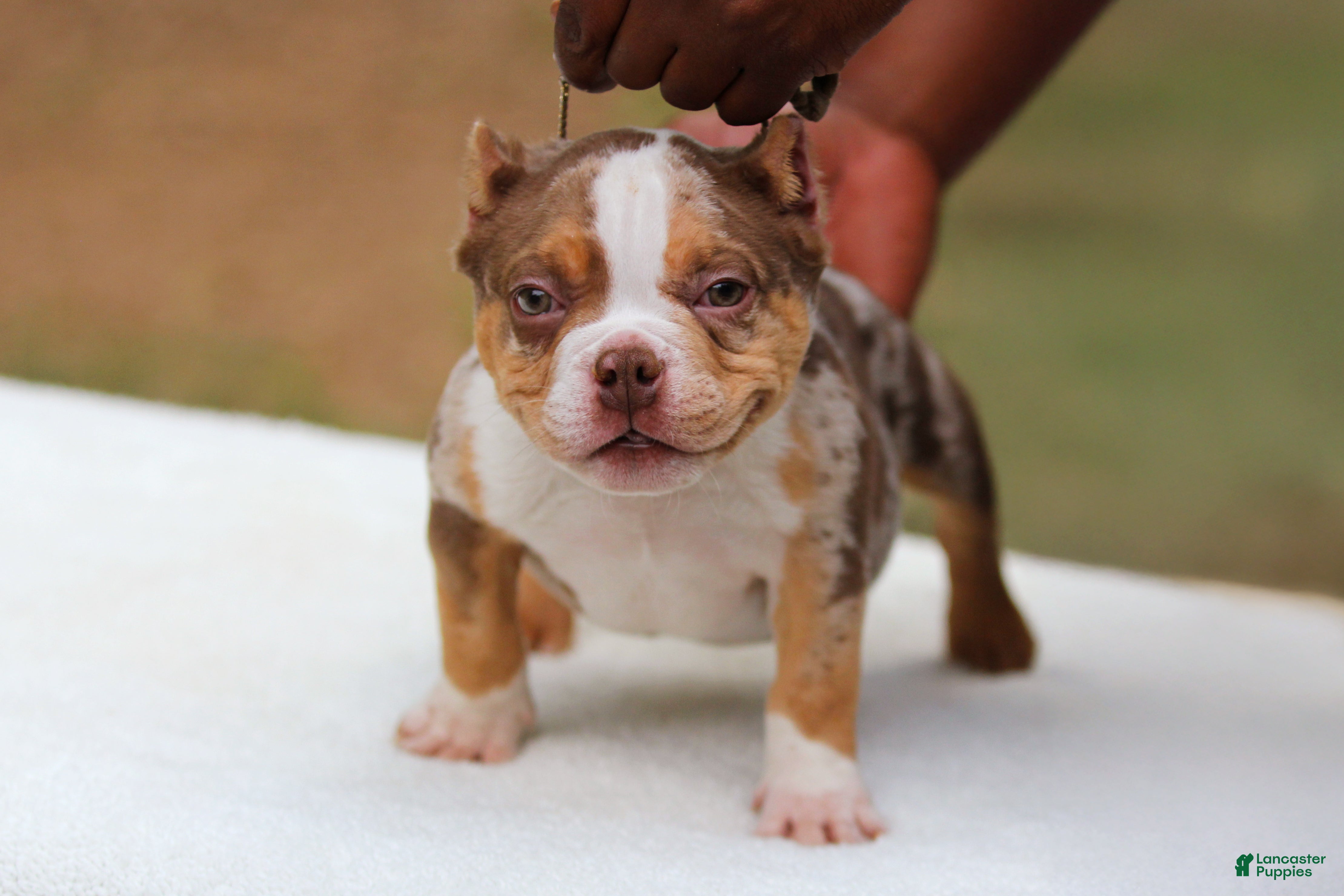 American Bully dogs Chocolate Tri Merle Male - Ad 2
