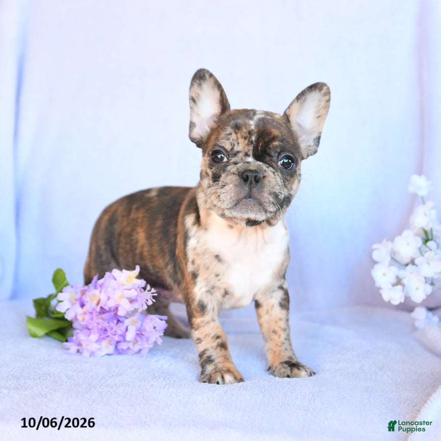 Frenchton dogs Ruby - Ad 2