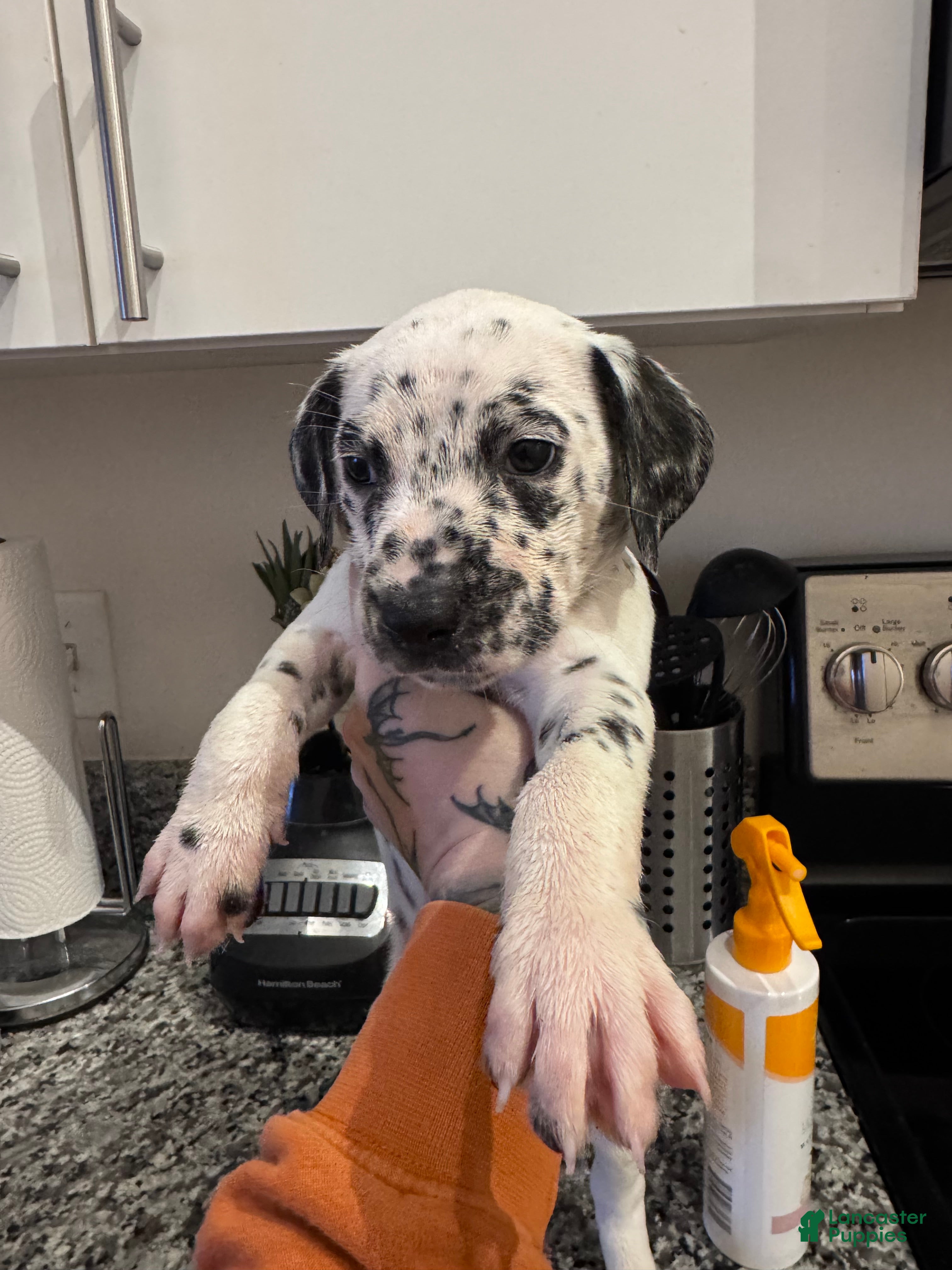 Dalmatian dogs Trouble - Ad 3