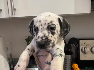 Dalmatian dogs Trouble - Ad 3