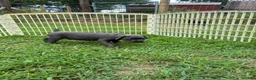 Cane Corso dogs for sale: Cane Corso Puppy 10 - Ad 11