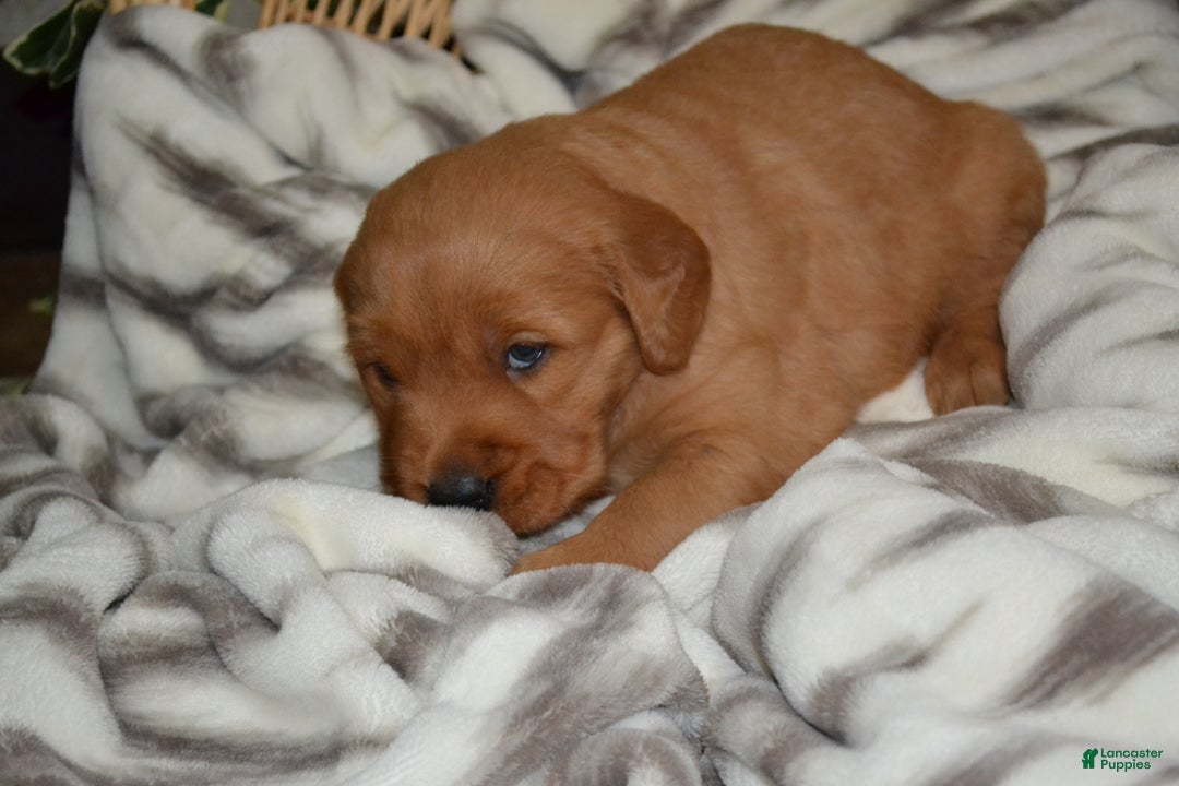 Golden Retriever dogs for sale: Bambi - Ad 13