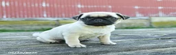 Pug dogs for sale: Lilly - Ad 5