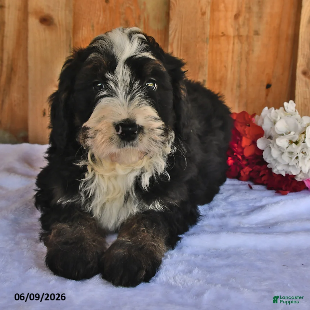 Bernedoodle dogs for sale: Cyrus - Ad 2