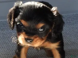 Cavalier King Charles Spaniel dogs Cavalier King Charles Spaniel Puppy 1 - Ad 33