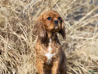 Cavalier King Charles Spaniel dogs for sale: Archer - Ad 3