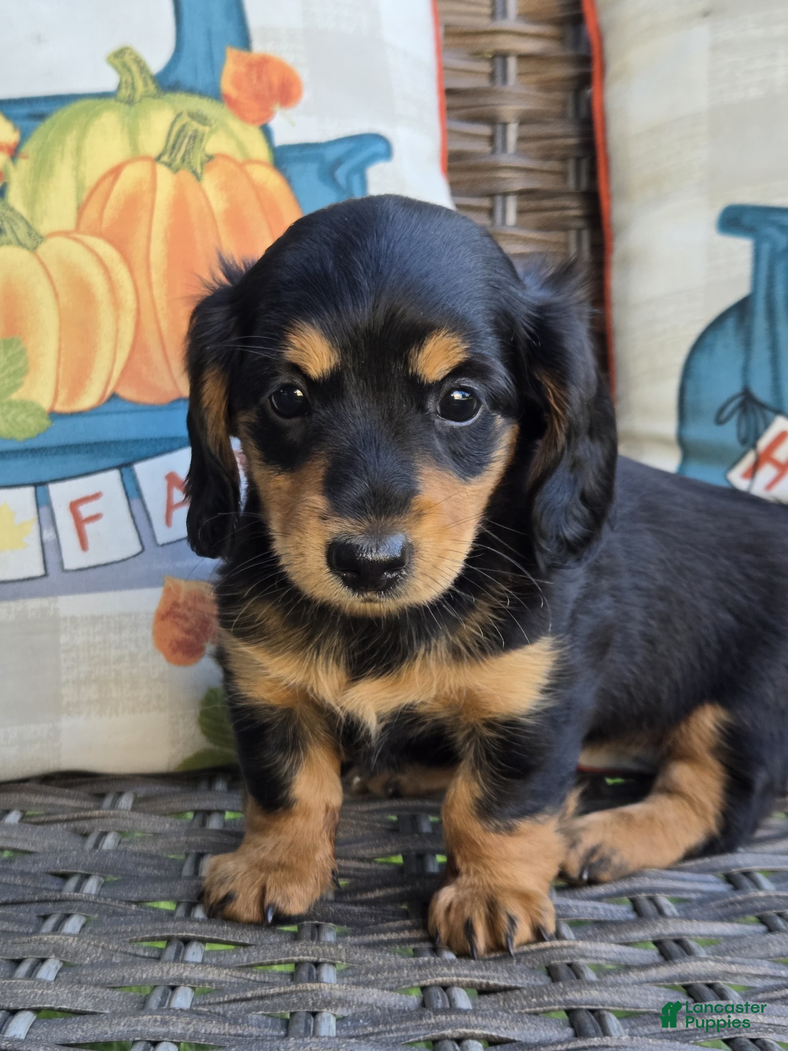 Miniature Dachshund dogs Harper  - Ad 1