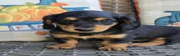 Miniature Dachshund dogs for sale: Harper  - Ad 4