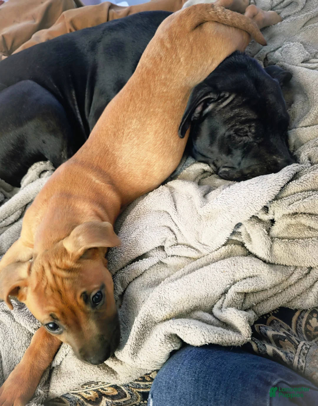 Mixed Breed dogs for sale: Rose 🌹  - Ad 7