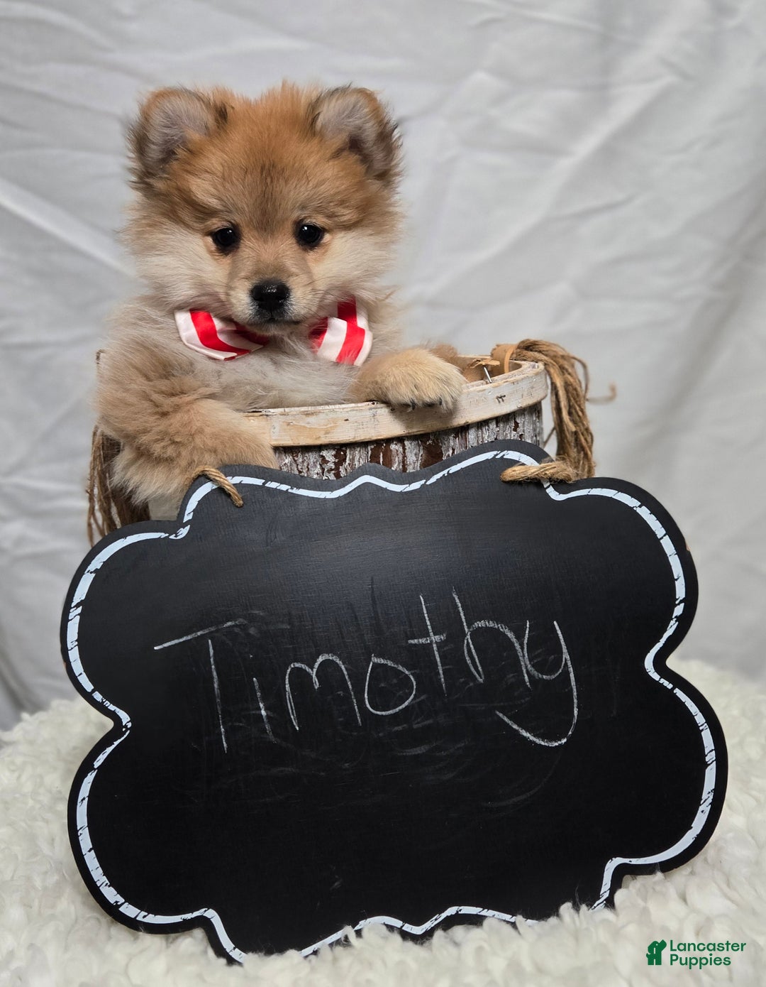 Pomeranian dogs for sale: Timothy - Ad 3