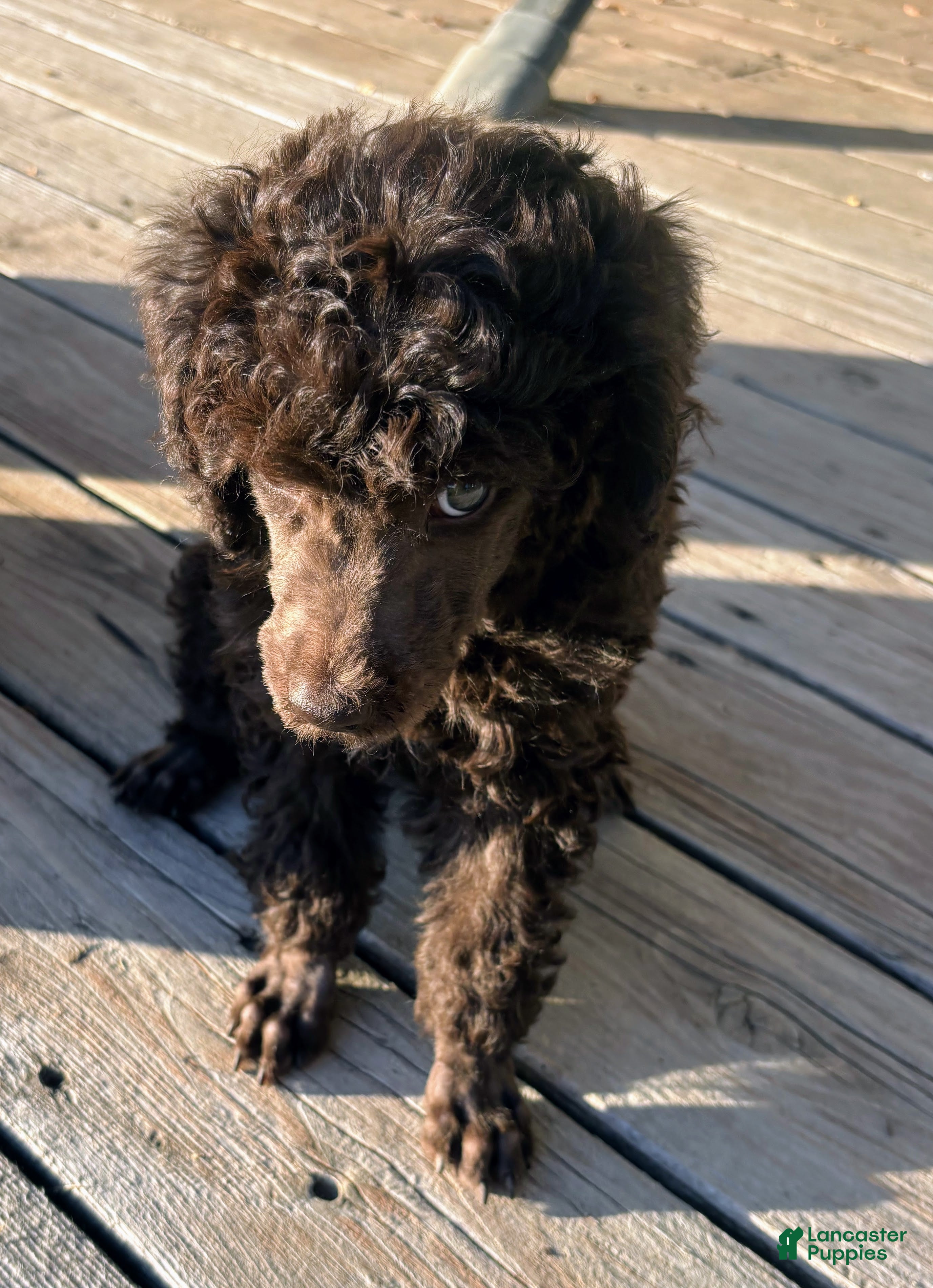 Standard Poodle dogs Standard Poodle 6 Dark Brown - Ad 1