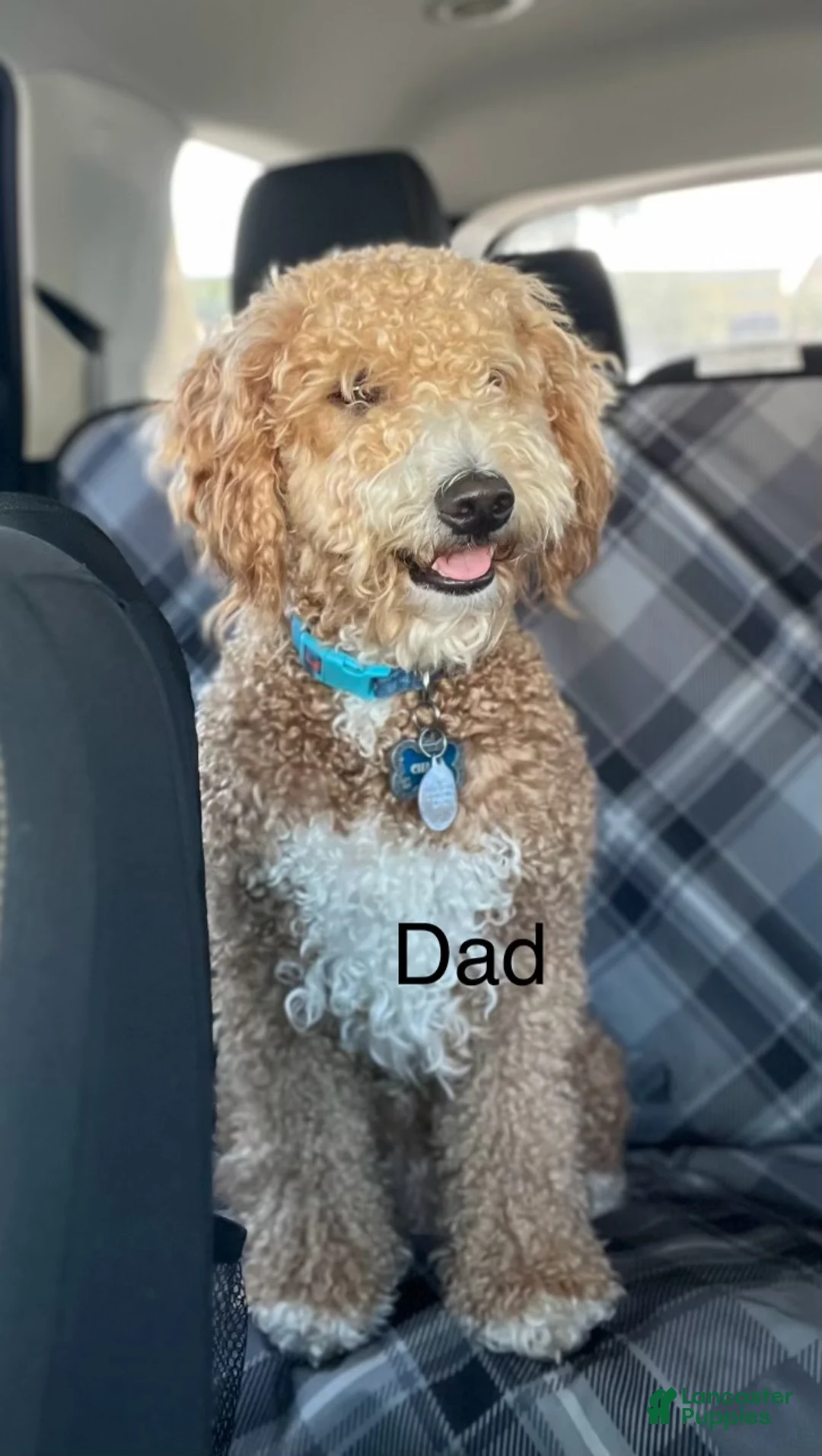 Mini Goldendoodle dogs for sale: Mini Goldendoodle 1 blue - Ad 2