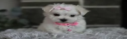 Maltipoo dogs for sale: Angel - Ad 8