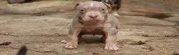 American Bully dogs for sale: Tampa - Ad 8