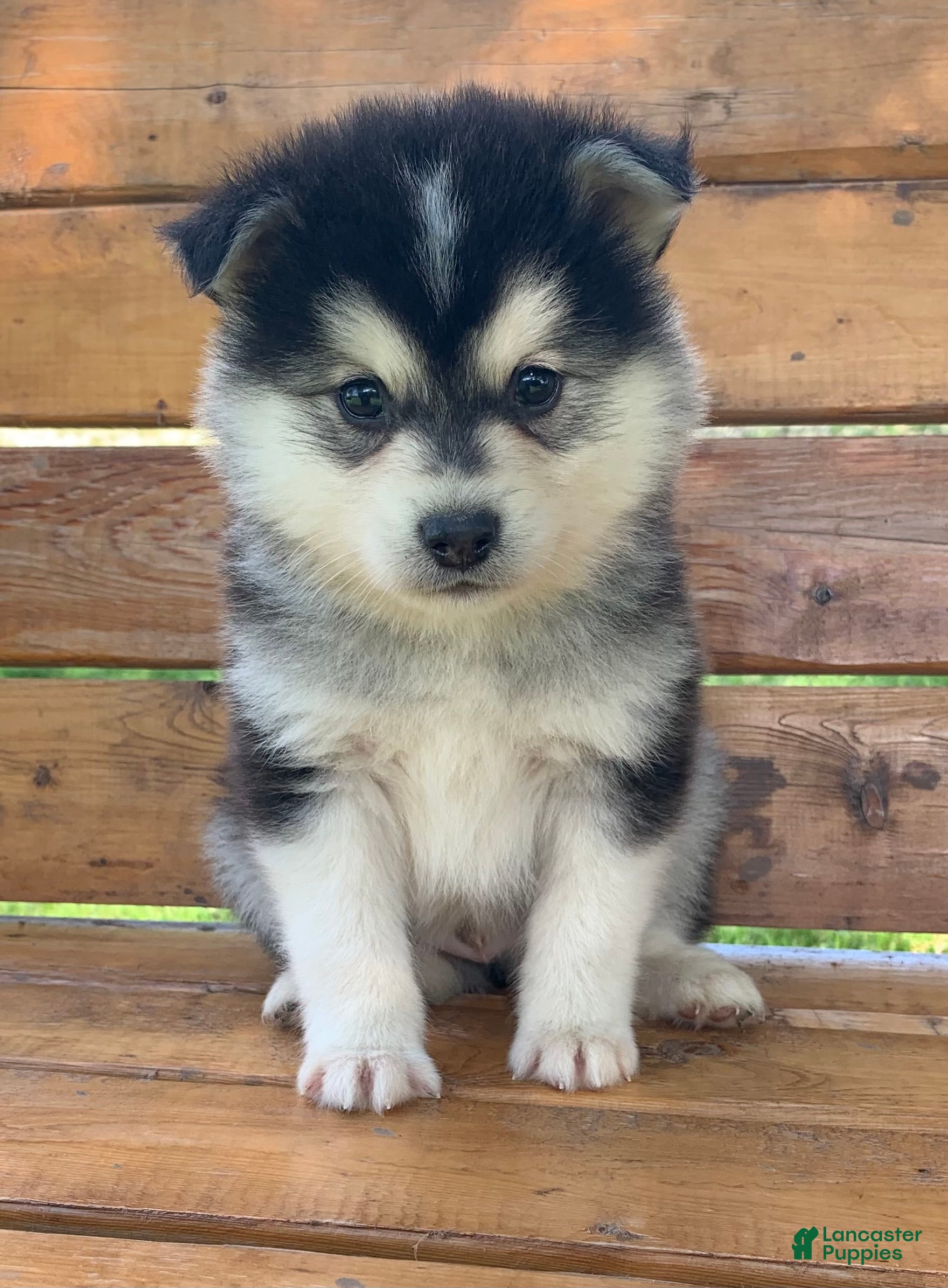 Alaskan Klee Kai dogs Happy Little Champ~! - Ad 4