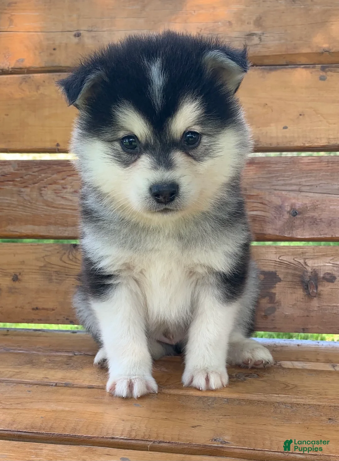 Alaskan Klee Kai dogs for sale: Happy Little Champ~! - Ad 1