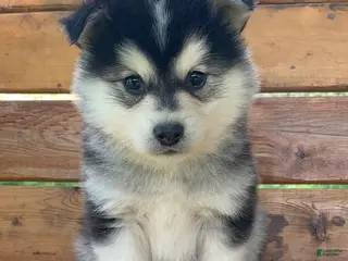 Alaskan Klee Kai dogs Happy Little Champ~! - Ad 4