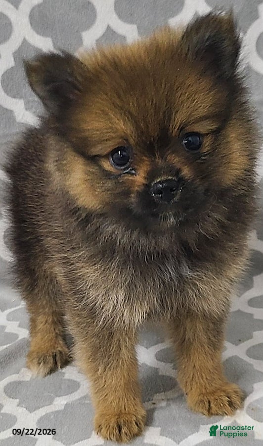 Pomeranian dogs Cinnamon - Ad 2
