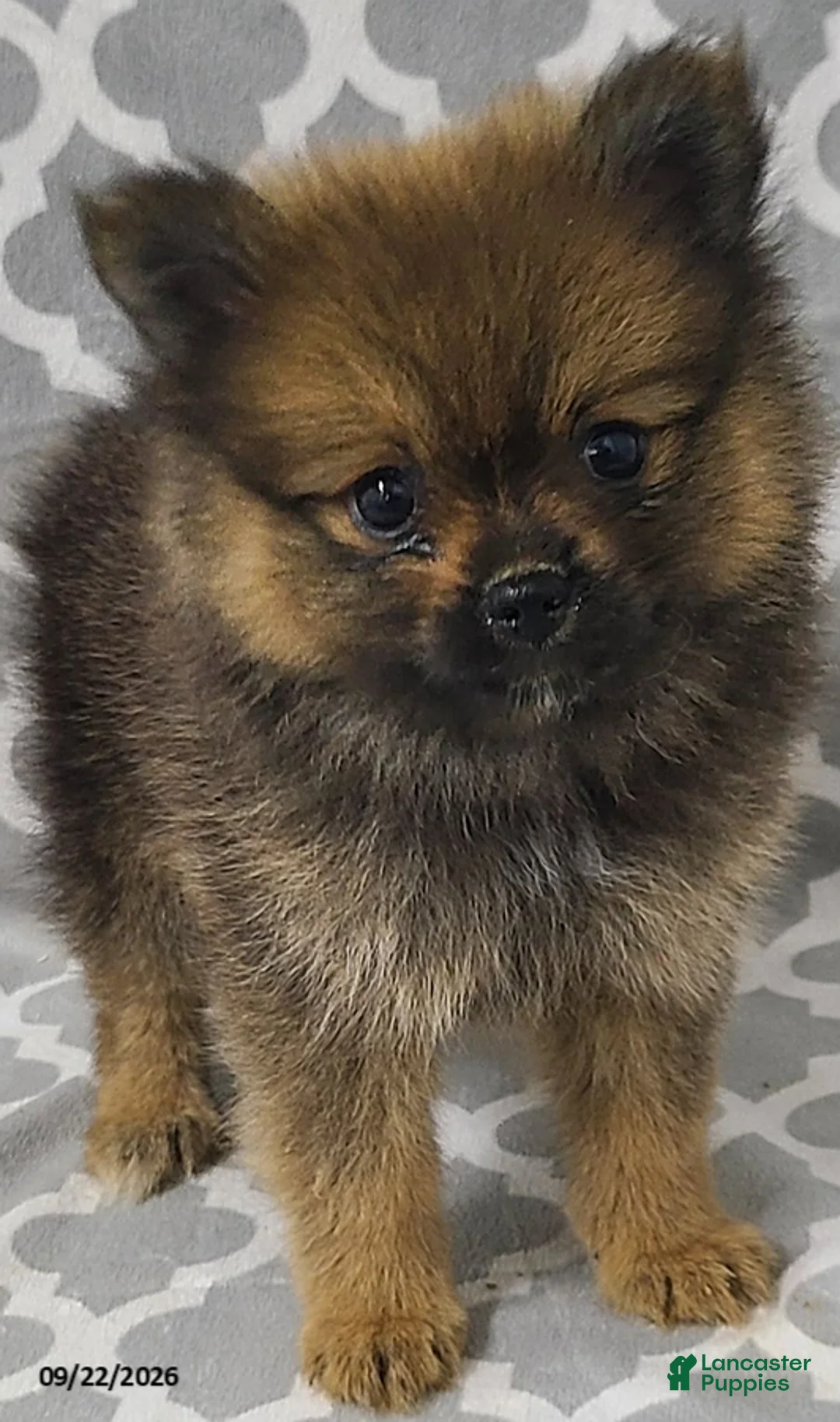Pomeranian dogs for sale: Cinnamon - Ad 2