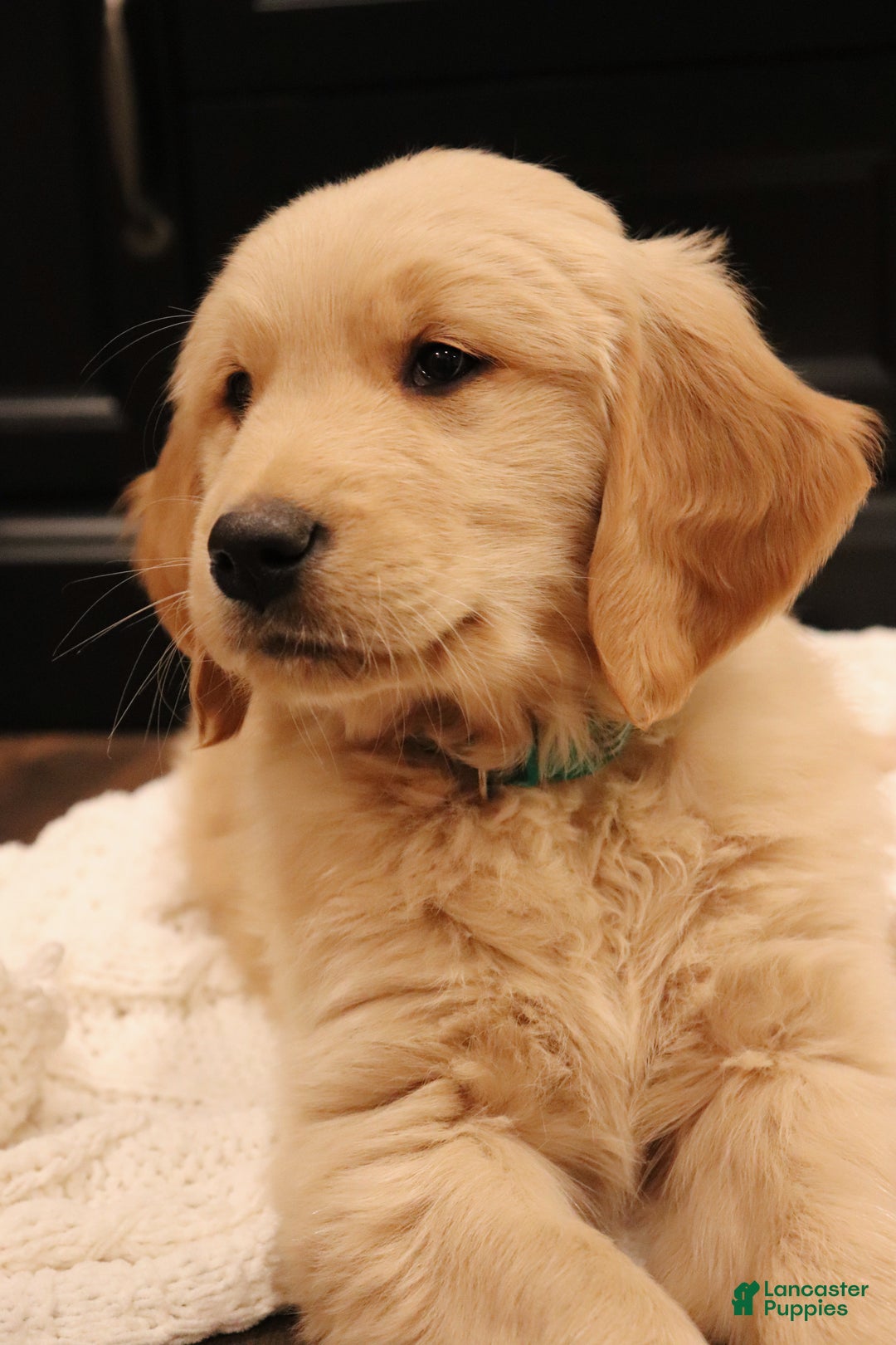 Golden Retriever dogs for sale: Wellington - Ad 1