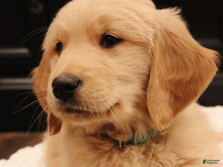 Golden Retriever dogs for sale: Wellington - Ad 4