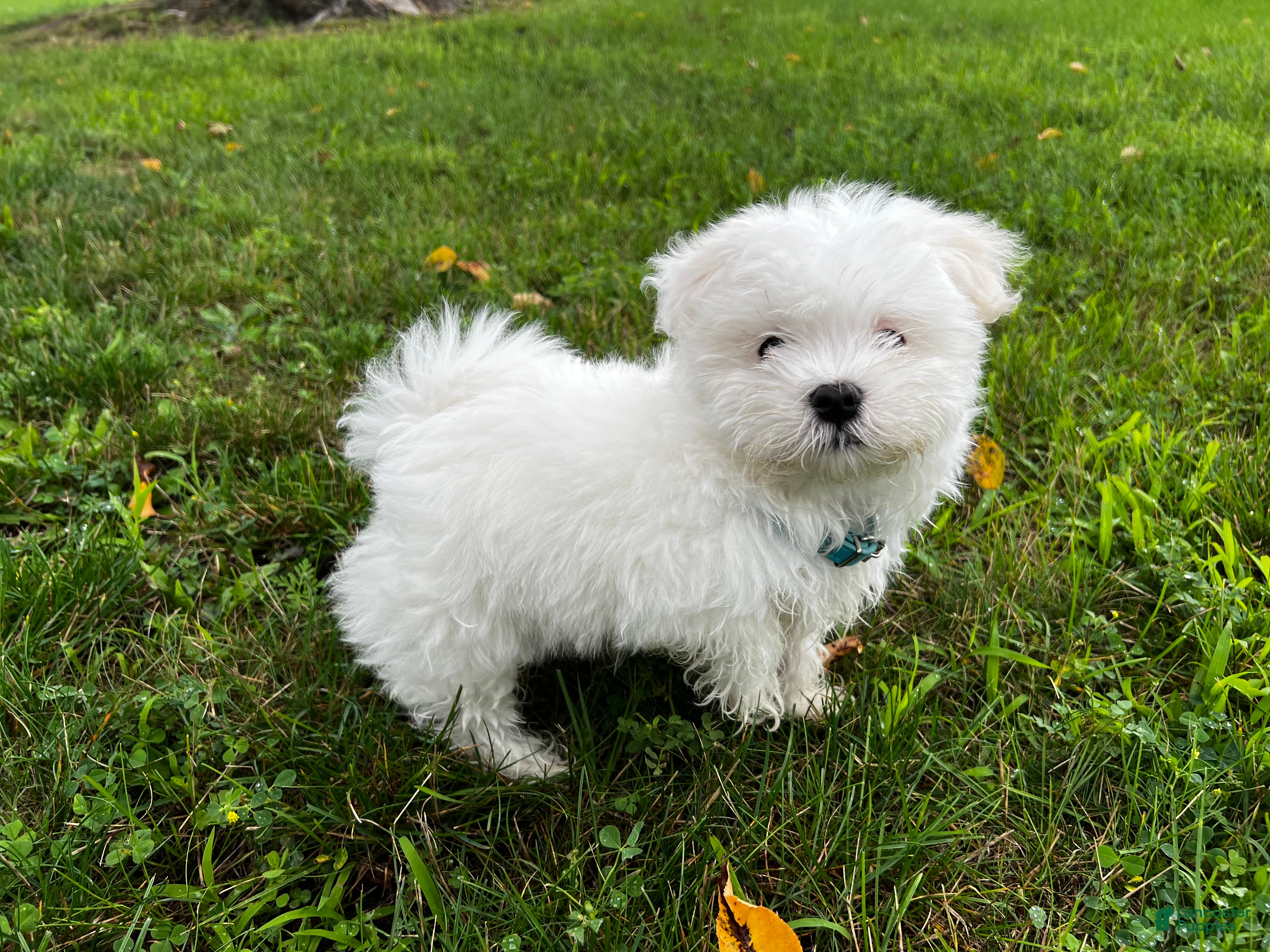 Maltese dogs Rocky - Ad 1