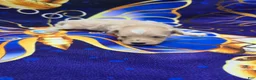 Maltipoo dogs for sale: Titan - Ad 5