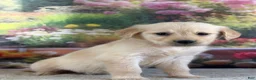 Golden Retriever dogs for sale:  Paul - Ad 1