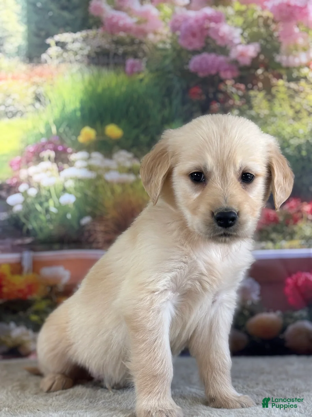 Golden Retriever dogs for sale:  Paul - Ad 1