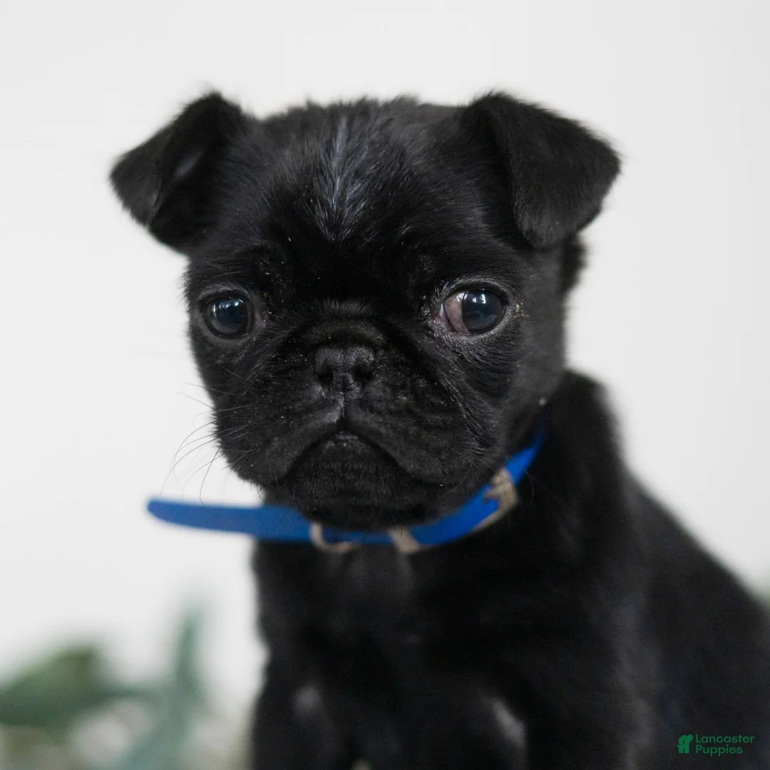 Pug dogs for sale: Titus  - Ad 1
