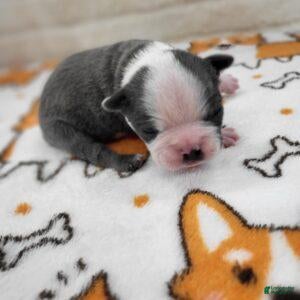 Boston Terrier dogs for sale: Male 1 - Ad 2
