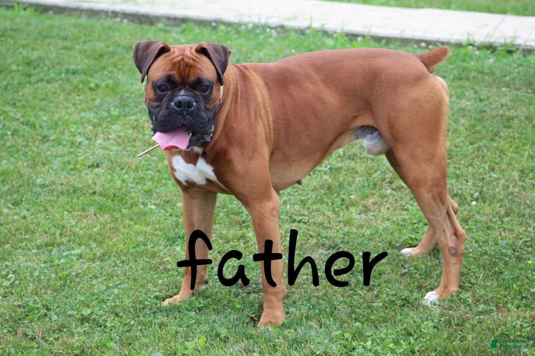 Boxer dogs for sale: Honey  - Ad 9