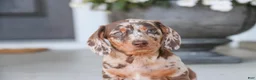 Dachshund dogs for sale: Macchiato - Ad 6