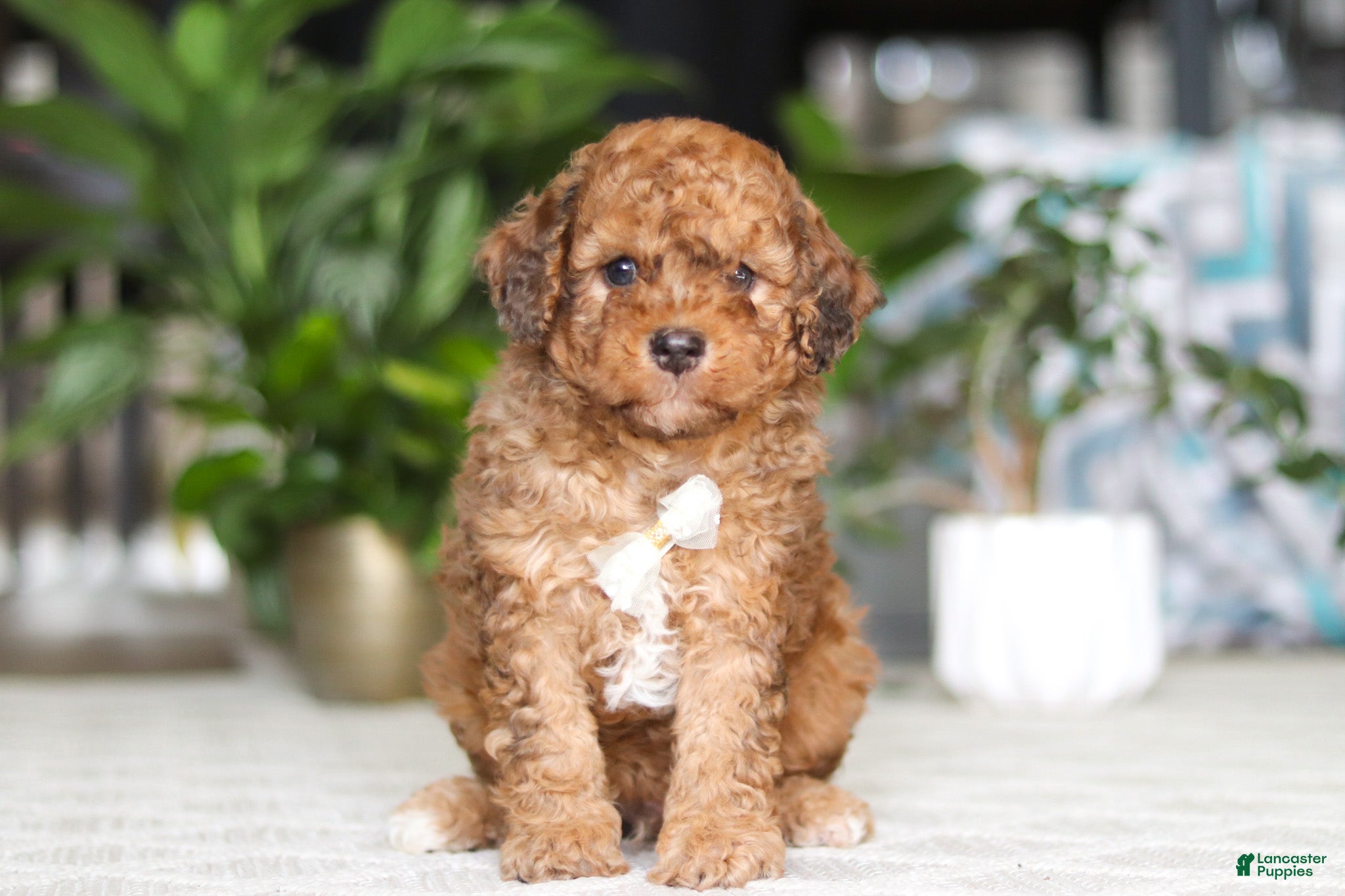 Cavapoo dogs River - Ad 1