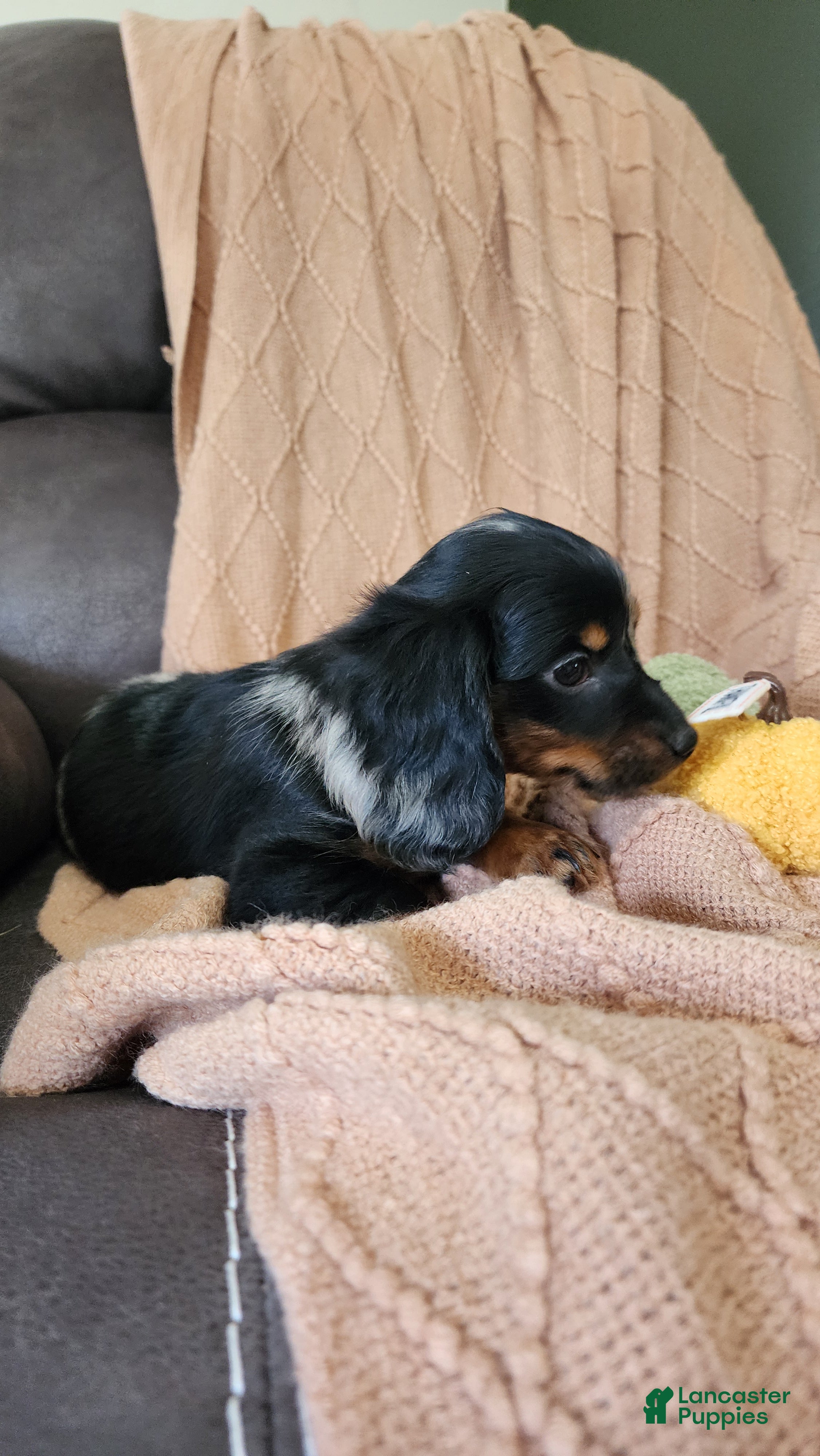 Dachshund dogs Trixie - Ad 2