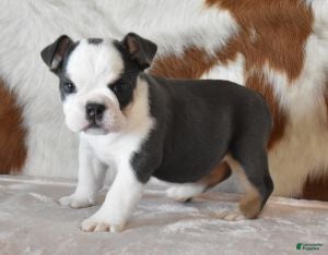 English Bulldog dogs English Bulldog Puppy 1 - Ad 7