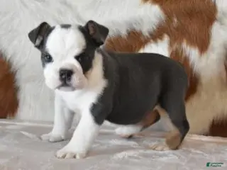 English Bulldog dogs English Bulldog Puppy 1 - Ad 7