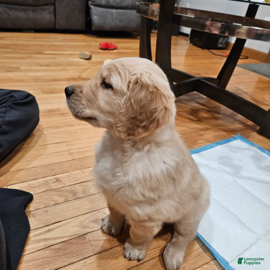 Golden Retriever dogs for sale: Teddy - Ad 4