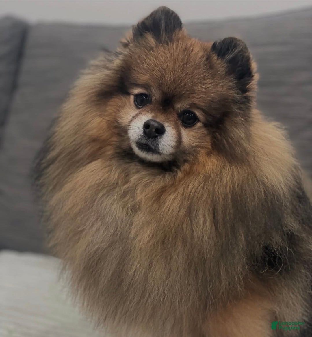 Pomsky dogs for sale: Buster - Ad 5