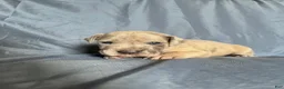 Great Dane dogs for sale: Great Dane 4 - Ad 3