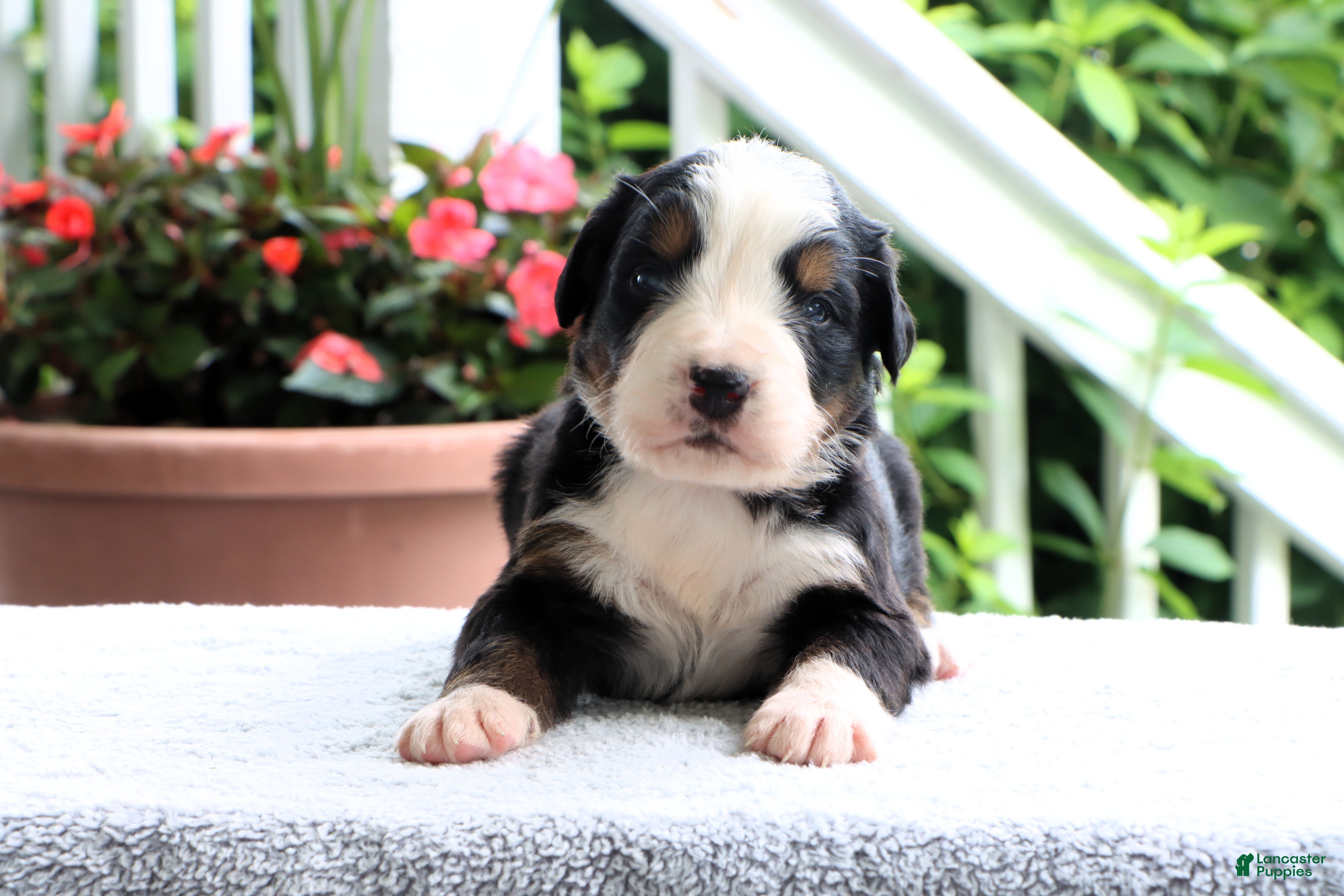 Bernese Mountain Dog dogs Kasper - Ad 2